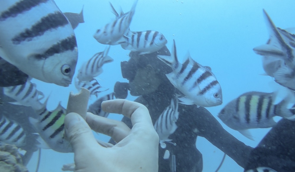 GoPro HERO6 水中撮影セット☆グアムの海で魚に餌をあげた♪