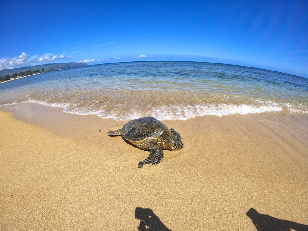 GoPro HERO7で浜に上がってきたウミガメさんを撮影♪