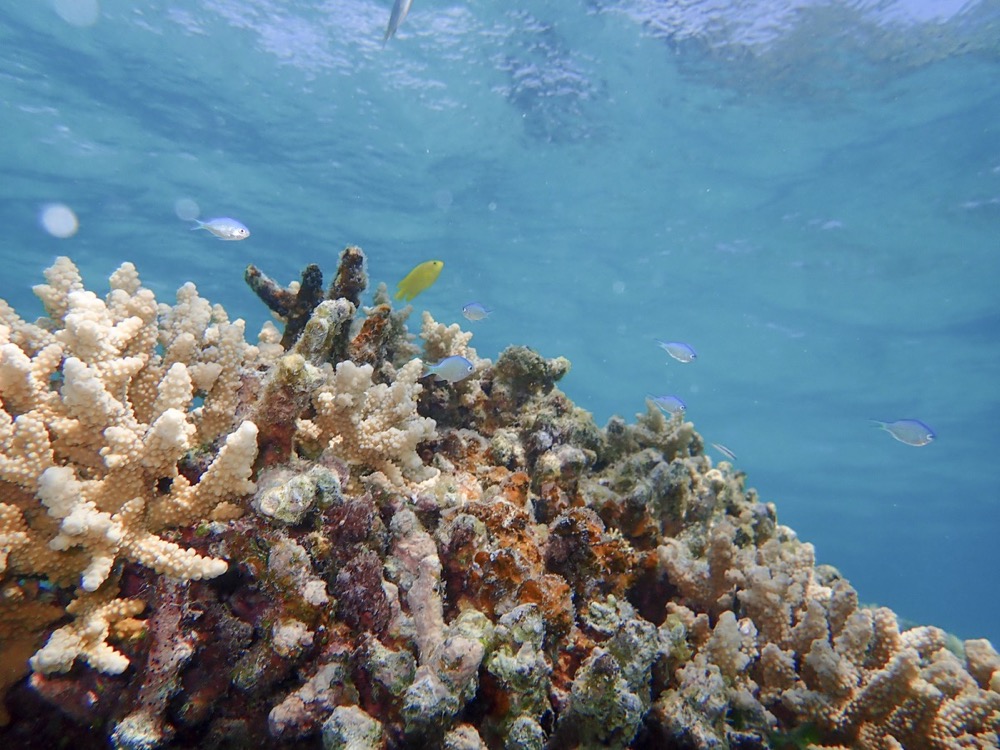 オリンパス TG-5で沖縄の海中・珊瑚礁を撮影♪