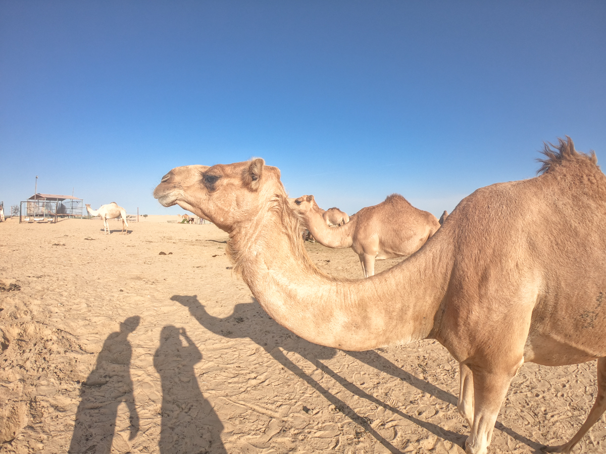 GoPro HERO7 Black 初心者セットを持ってアブダビの砂漠ツアーへ