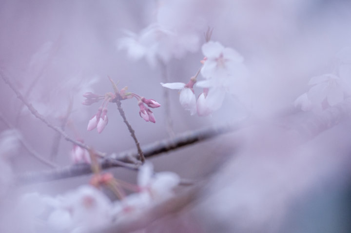 ほぼ狙い通りのつぼみに追従してくれた桜の写真