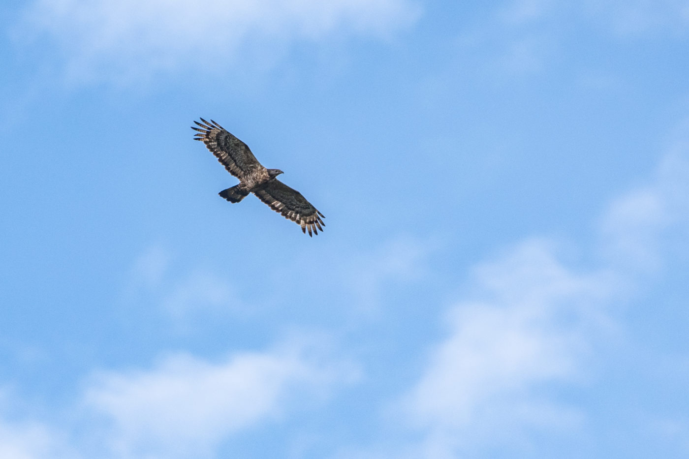 長野 白樺峠 圧巻の鷹の渡り撮影レポ 飛行する野鳥の撮影法紹介 Rentryノート