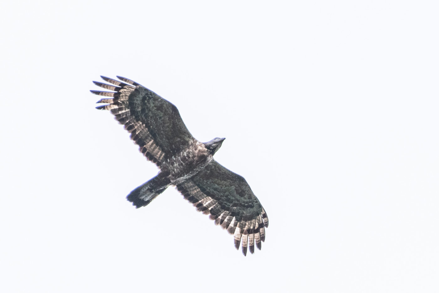 長野 白樺峠 圧巻の鷹の渡り撮影レポ 飛行する野鳥の撮影法紹介 Picky S