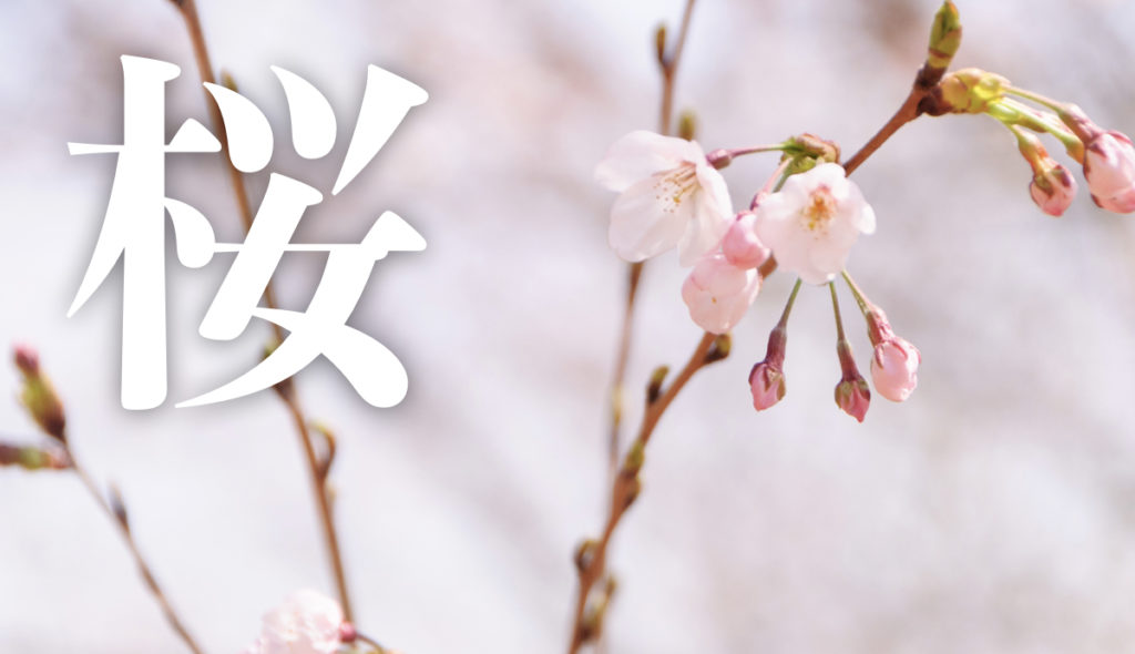 桜の季節がやってきた! 桜撮影のおすすめまとめ
