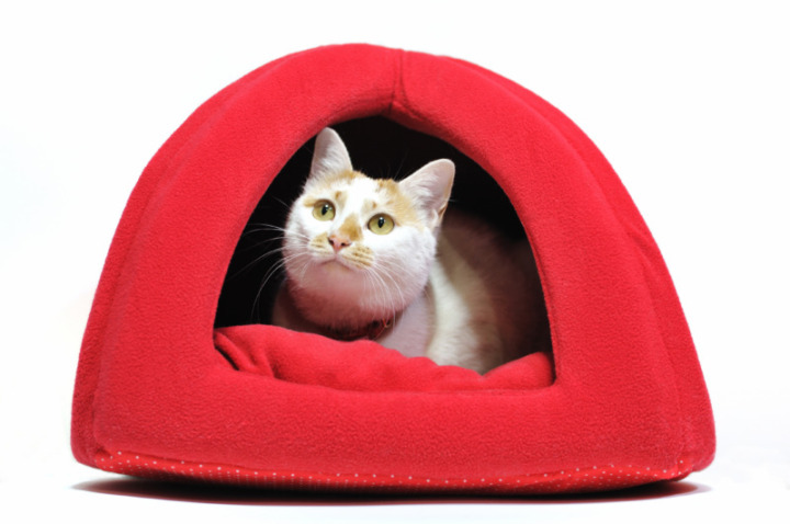 防災テントのよくある質問　猫