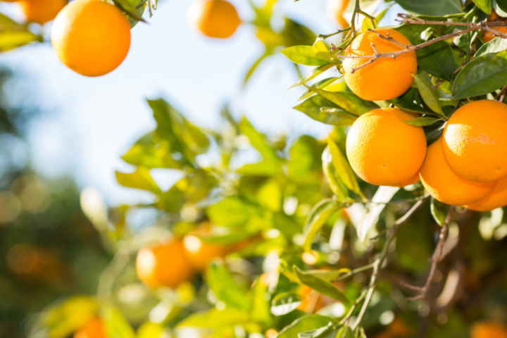 「オレンジはちみつ」は、フルーティーな香り・味わいで人気