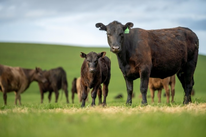 和牛や輸入牛など牛肉の産地にも注目