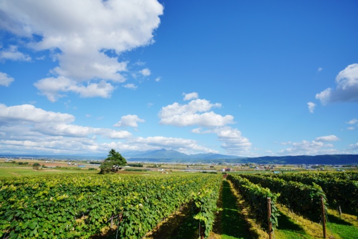 ブドウ栽培に最適！北海道ワインの特徴・魅力とは？