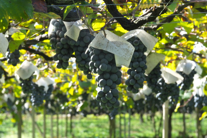 赤ワインは県産ワインの25％を占める「マスカット・ベーリーA」がおすすめ