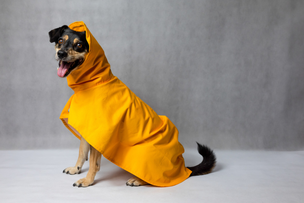 濡れない＆着せやすい◎犬用レインコートおすすめ19選 ！フルカバーやポンチョを紹介