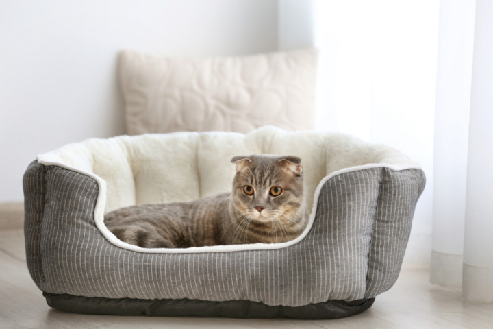 猫用ベッドの関連記事