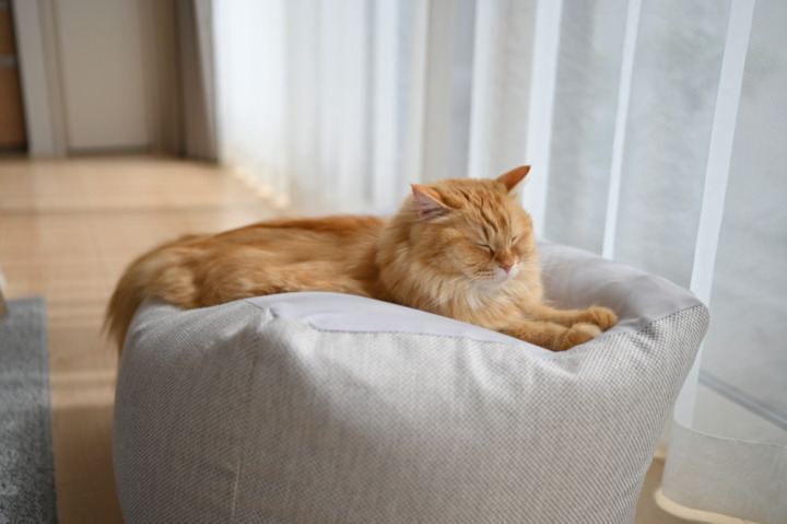 猫用ベッドは100均グッズで手作りできる？作り方を紹介